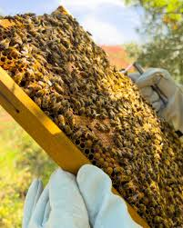 Un telaio di arnia coperto di api, sollevato dalle mani guantate dell’apicoltore