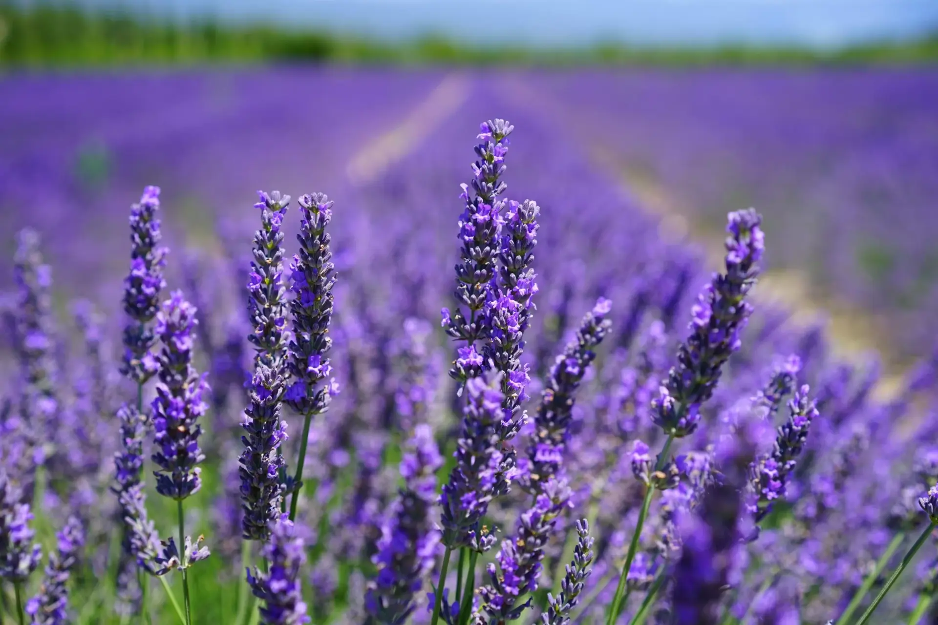 Spighe di lavanda in fiore tra i filari della campagna