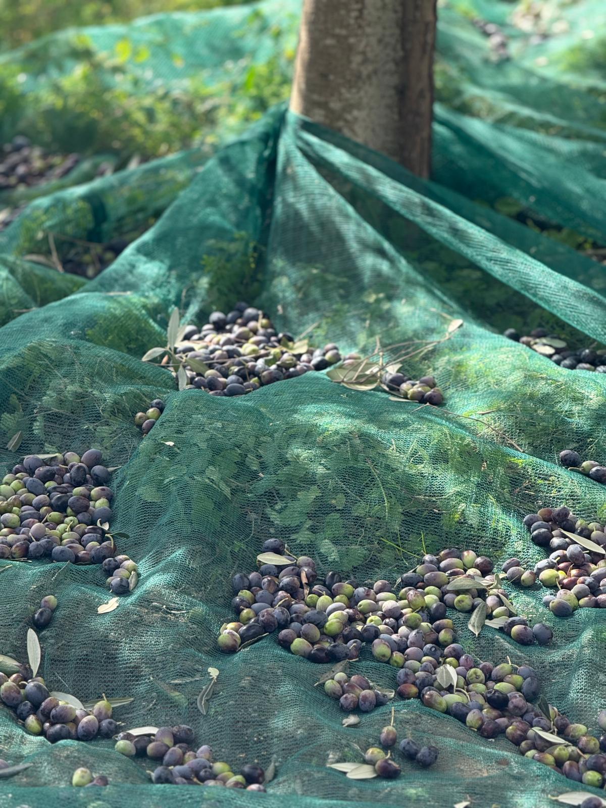 Olive appena raccolte sulle reti ai piedi degli alberi