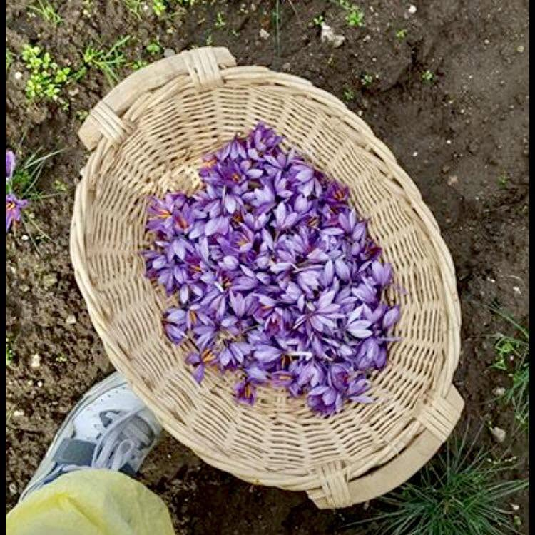 I fiori viola dello zafferano raccolti in un cesto di vimini