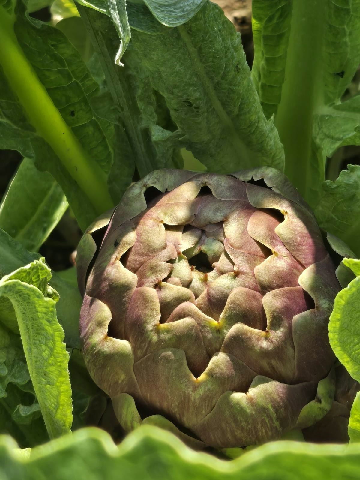 Una mammarella di Acerra ancora sulla pianta, tra le foglie
